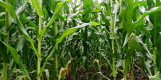 anal,bhabhi,blowjob,climax,desi,fingering,fisting,footjob,handjob,hardcore,hd,indian,kissing,massage,rubbing