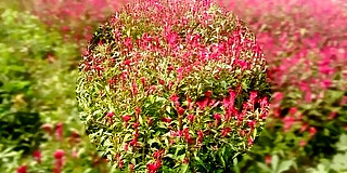 asian,aunty,beauty,big ass,blowjob,boobs,booty,doggy,hardcore,hd,homemade,hot,huge,huge tits,indian,long hair,pornstar,teen,young