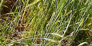 asian,ass,bhabhi,desi,farm,fucking,hd,indian,jungle,licking,naked,nudist,open pussy,outdoor,peeing,public,public sex,realm,romantic,seduce,sex,tight pussy