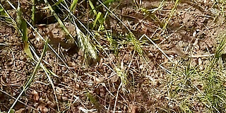 asian,ass,bhabhi,desi,farm,fucking,hd,indian,jungle,licking,naked,nudist,open pussy,outdoor,peeing,public,public sex,realm,romantic,seduce,sex,tight pussy